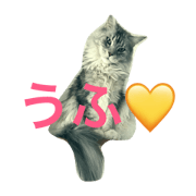 3mainecoons 3mainecoons