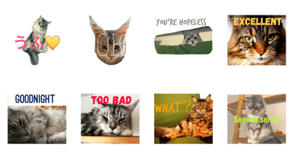 3mainecoons 3mainecoons