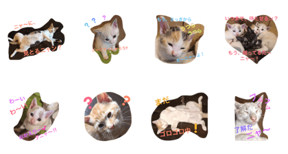 cuteCAT's cuteCAT's