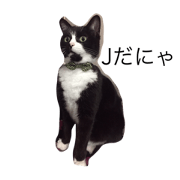 cats J&chai cats J&chai