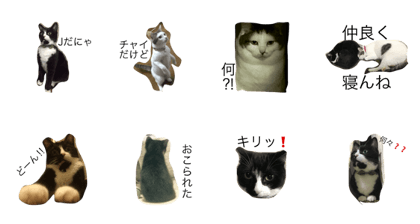 cats J&chai cats J&chai