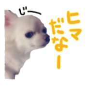 Chihuachs Sticker