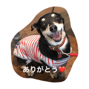 Coo-chan's daily life Coo-chan's daily life