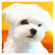 Maltese dog in a dawn 3.(Thai) Maltese dog in a dawn 3.(Thai)