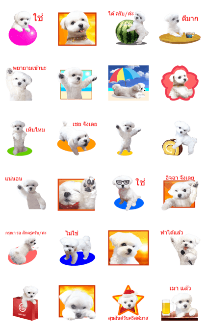 Maltese dog in a dawn 3.(Thai) Maltese dog in a dawn 3.(Thai)