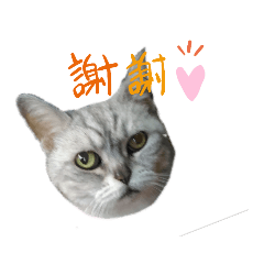 喵の天堂(超經典版)