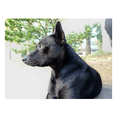 不樂