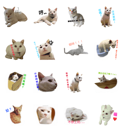 White Cat "Pii" White Cat "Pii"