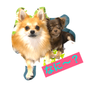 Tada's dog Tada's dog