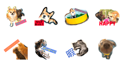 Tada's dog Tada's dog