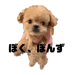 Ponzu_20210604212708