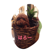 yurukawa yamato sachiko