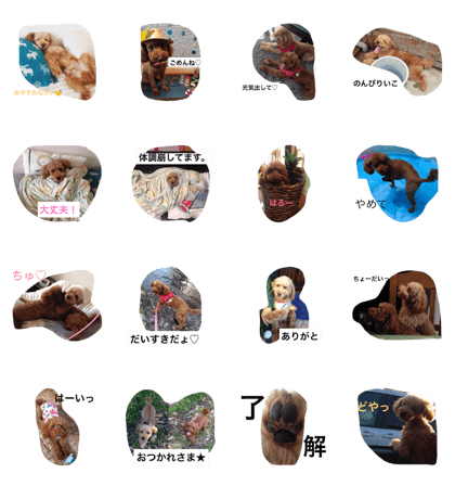 yurukawa yamato sachiko