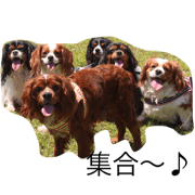 Cavalier Candyfamily1