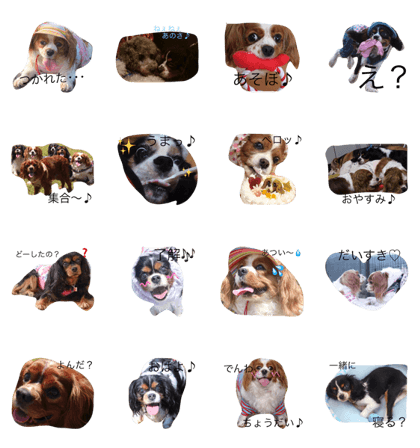 Cavalier Candyfamily1