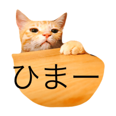 Cat speaking Japanese!