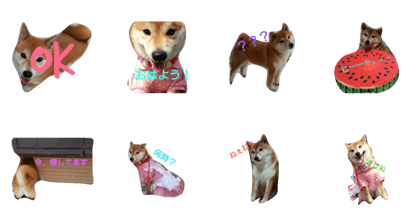 shibakennomomochan shibakennomomochan