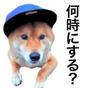 dog name is MAMETAROU dog name is MAMETAROU