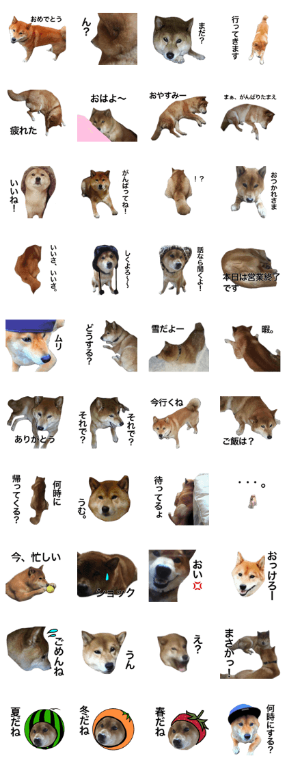 dog name is MAMETAROU dog name is MAMETAROU