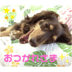 my lovely cats and pretty dogs