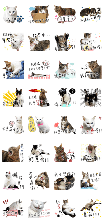 Special Edition - Cat