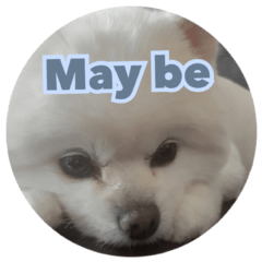 兩隻狗的日常問候語