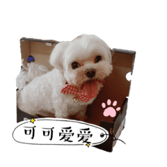 非專業。我們這一團