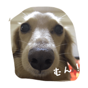 miniature dachshund chirol miniature dachshund chirol