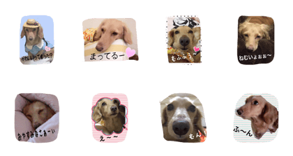 miniature dachshund chirol miniature dachshund chirol