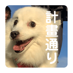 公主小寶貝
