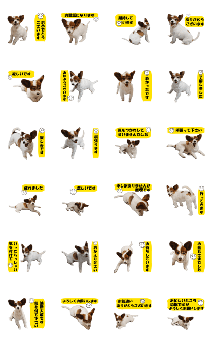 active dog papy-4 active dog papy-4