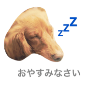 my dog is caramel my dog is caramel