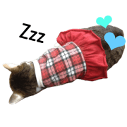 sweet pets sweet pets