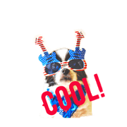 Doggie Day 4 Doggie Day 4