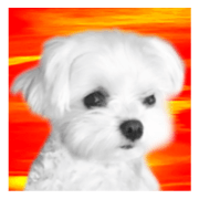 Maltese dog in a dawn 2.(Thai)