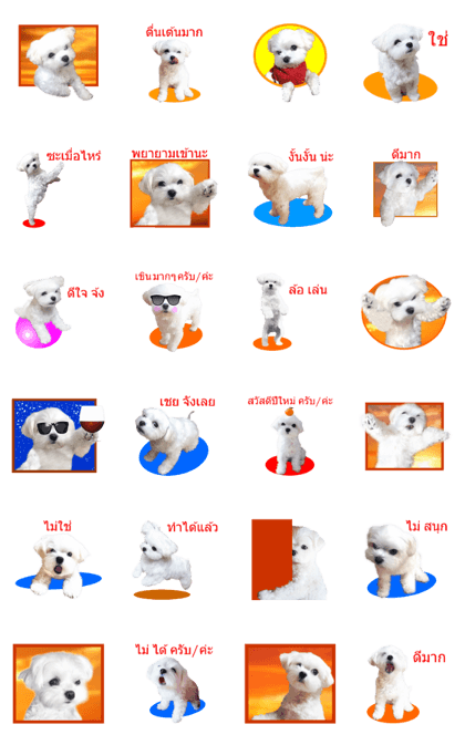 Maltese dog in a dawn 2.(Thai)