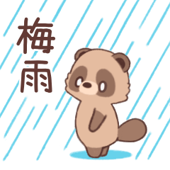 Laid back raccoon dog  [rainy season]