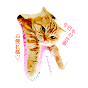 Meow Nyans Meow Nyans