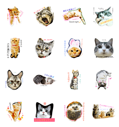 Meow Nyans Meow Nyans