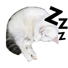 3+CAT