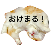 Charlie's everyday life Charlie's everyday life