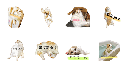 Charlie's everyday life Charlie's everyday life