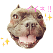 French bulldog Sam&Jay2 French bulldog Sam&Jay2