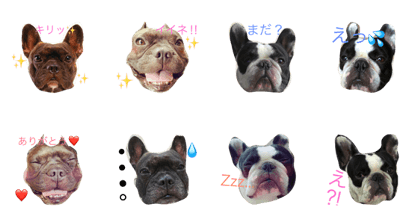 French bulldog Sam&Jay2 French bulldog Sam&Jay2