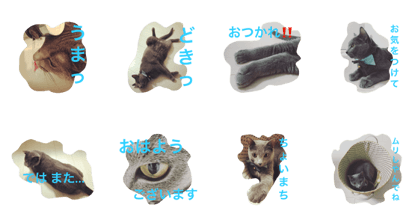 Konnyaku of a cat 3 Konnyaku of a cat 3