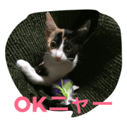 Kitten candy-chan Kitten candy-chan