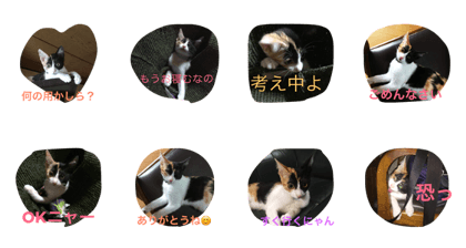 Kitten candy-chan Kitten candy-chan