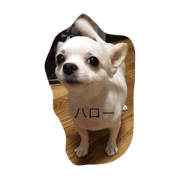 SUIdog stamp SUIdog stamp