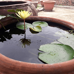 Lotus flower blooming on rainy day
