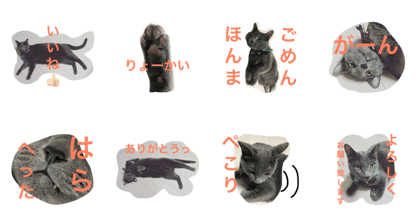 Konnyaku of a cat 2 Konnyaku of a cat 2